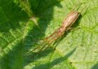 TetragnathaExtensa_170409b.jpg