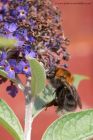 Filename=TreeBee_120812a.jpg
Filesize=148KB
Dimensions=600x900
Date added=Aug 12, 2012 TreeBee_120812a.jpg