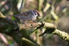 TreeSparrow_100211e.jpg