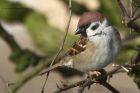 TreeSparrow_240214a.jpg