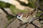 Filename=TreeSparrow_240214bb.jpg
Filesize=264KB
Dimensions=1200x800
Date added=Apr 13, 2014 TreeSparrow_240214bb.jpg