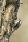 Treecreeper_110415b.jpg