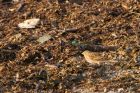 Twite_KE_211118a.jpg