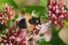 Filename=VolucellaPellucens_gdn_260823a.jpg
Filesize=622KB
Dimensions=1300x867
Date added=Aug 28, 2025 VolucellaPellucens_gdn_260823a.jpg