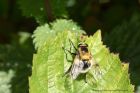 Volucella_bombylans_130711a.jpg