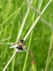 Volucella_bombylans_270611a.jpg