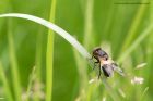 Volucella_pellucens_240611a.jpg