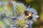 Volucella_pellucens_gdn_160820a.jpg