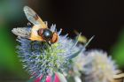 Volucella_pellucens_gdn_160820b.jpg