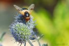 Volucella_pellucens_gdn_160820c.jpg