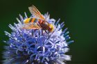 Volucella_zonaria_gdn_290719a.jpg