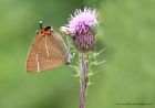 WLhairstreak_090711b.jpg