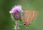 WLhairstreak_090711f.jpg