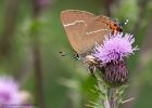 WLhairstreak_090711i.jpg