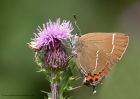 WLhairstreak_090711n.jpg