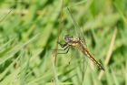 Filename=WTskimmer_220615e.jpg
Filesize=267KB
Dimensions=1200x800
Date added=Oct 07, 2015 WTskimmer_220615e.jpg