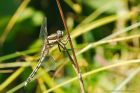 Filename=WTskimmer_260615a.jpg
Filesize=273KB
Dimensions=1200x800
Date added=Oct 07, 2015 WTskimmer_260615a.jpg