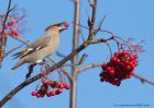 Waxwing_161110b.jpg