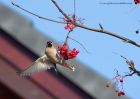 Waxwing_161110c.jpg