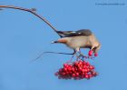 Waxwing_161110d.jpg