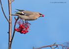 Waxwing_161110e.jpg