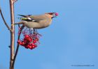 Waxwing_161110f.jpg