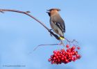 Waxwing_161110g.jpg