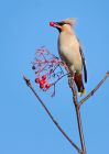 Waxwing_161110j.jpg