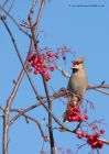 Waxwing_161110l.jpg