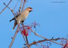 Waxwing_161110n.jpg