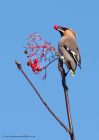 Waxwing_161110p.jpg