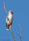 Waxwing_161110r.jpg