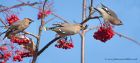 Waxwing_161110t.jpg