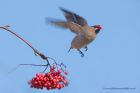 Waxwing_161110z.jpg