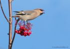 Waxwing_161110za.jpg