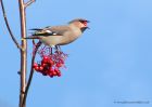 Waxwing_161110zd.jpg