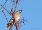 Filename=Waxwing_161110ze.jpg
Filesize=246KB
Dimensions=1000x717
Date added=Nov 21, 2010 Waxwing_161110ze.jpg