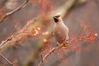 Waxwing_PR7_211218d.jpg