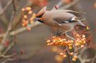 Waxwing_PR7_211218e.jpg