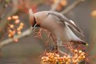 Waxwing_PR7_211218h.jpg