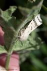 WhiteErmine_190511a.jpg