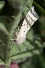 WhiteErmine_190511b.jpg