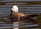 WhiteHeadedDuck_180908a.jpg