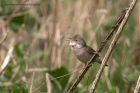 Whitethroat_220411a.jpg