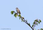 Whitethroat_220411b.jpg