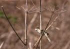 Whitethroat_220411h.jpg