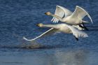 Whoopers_130114a.jpg