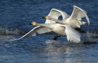 Whoopers_130114d.jpg