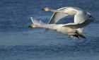 Whoopers_130114g.jpg