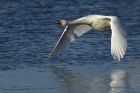 Filename=Whoopers_130114k.jpg
Filesize=299KB
Dimensions=1200x800
Date added=Mar 06, 2014 Whoopers_130114k.jpg
